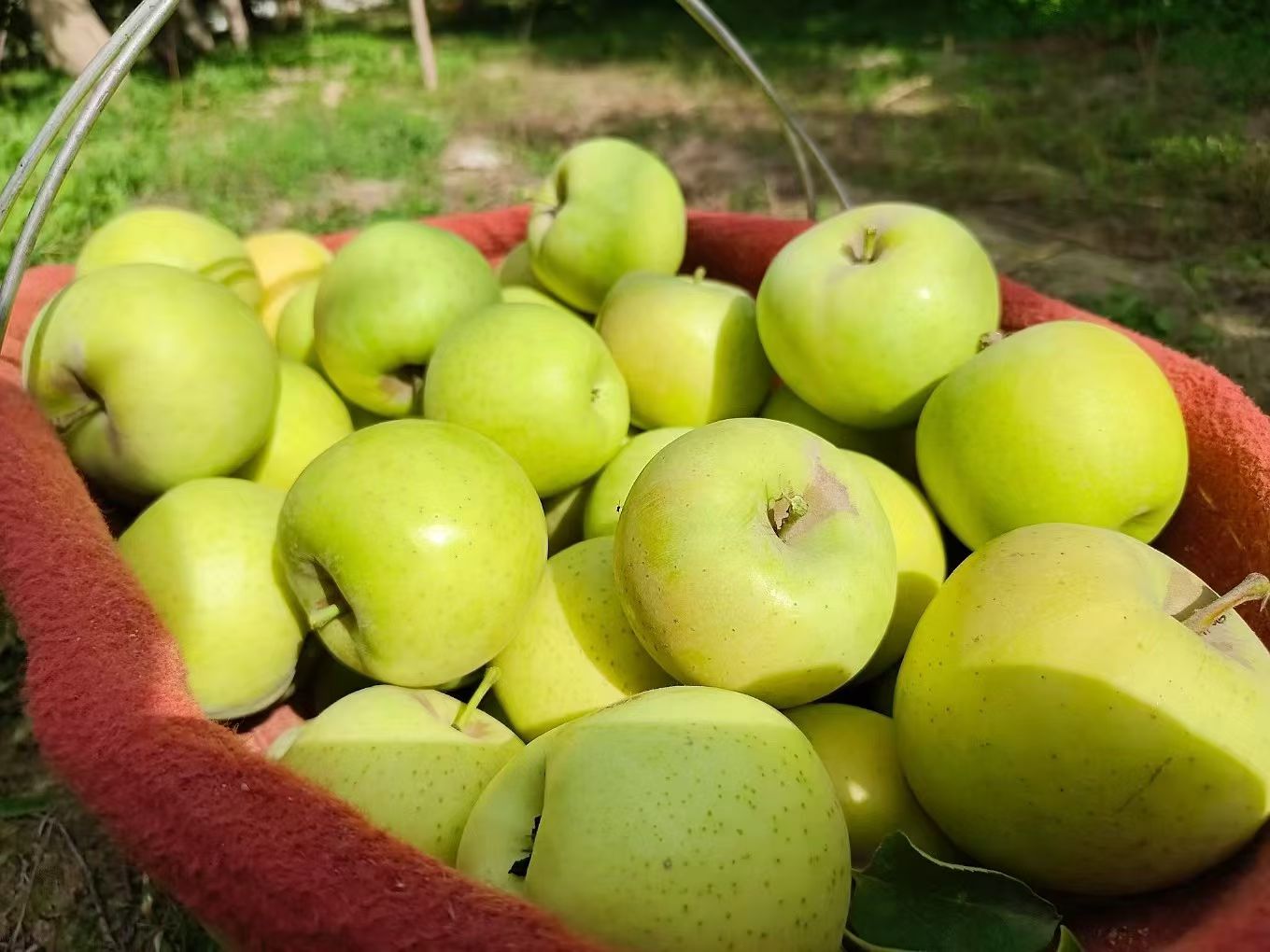 阿克苏青森王林苹果(雀斑女神) 