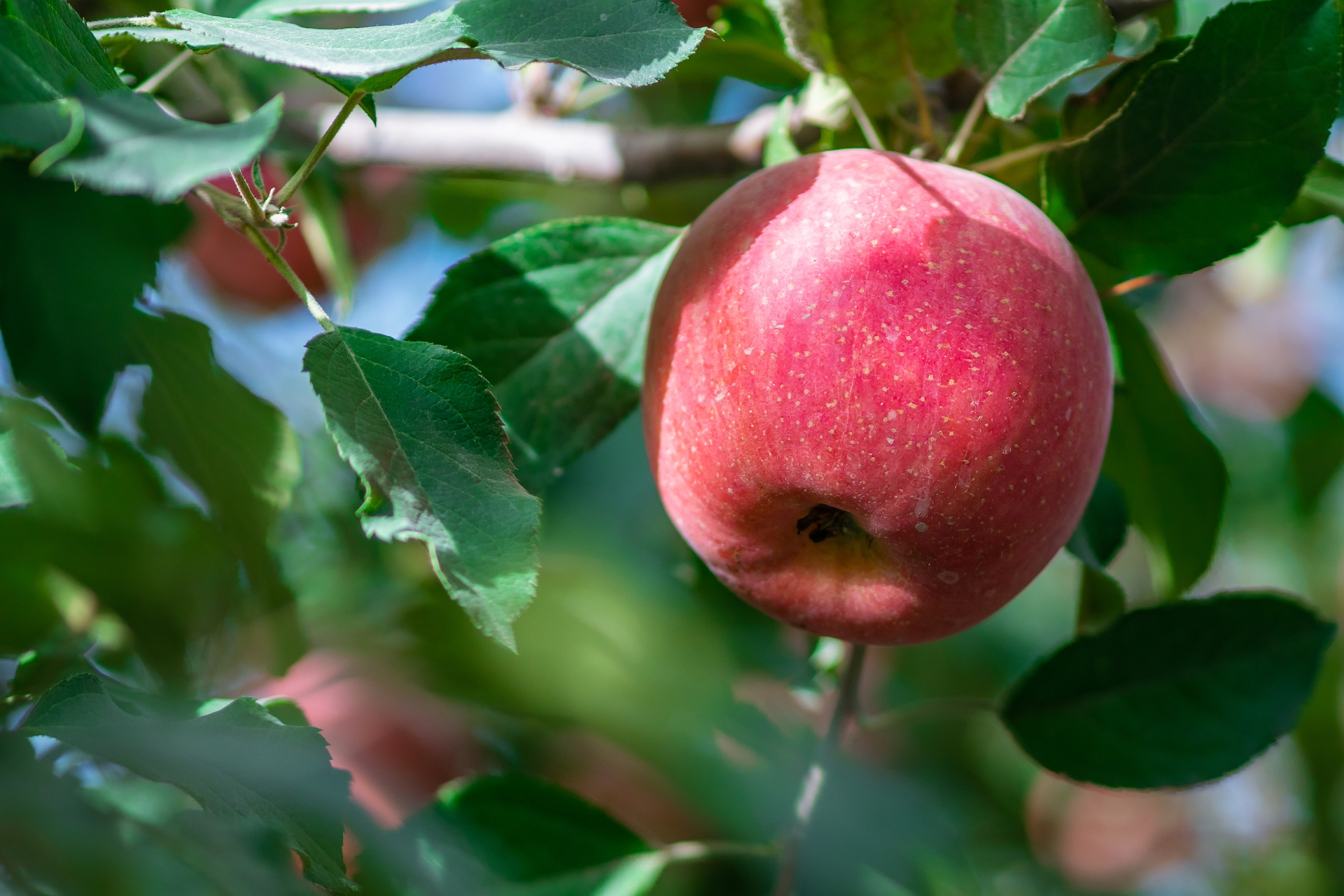 新疆阿克苏冰糖心苹果二级果8斤装