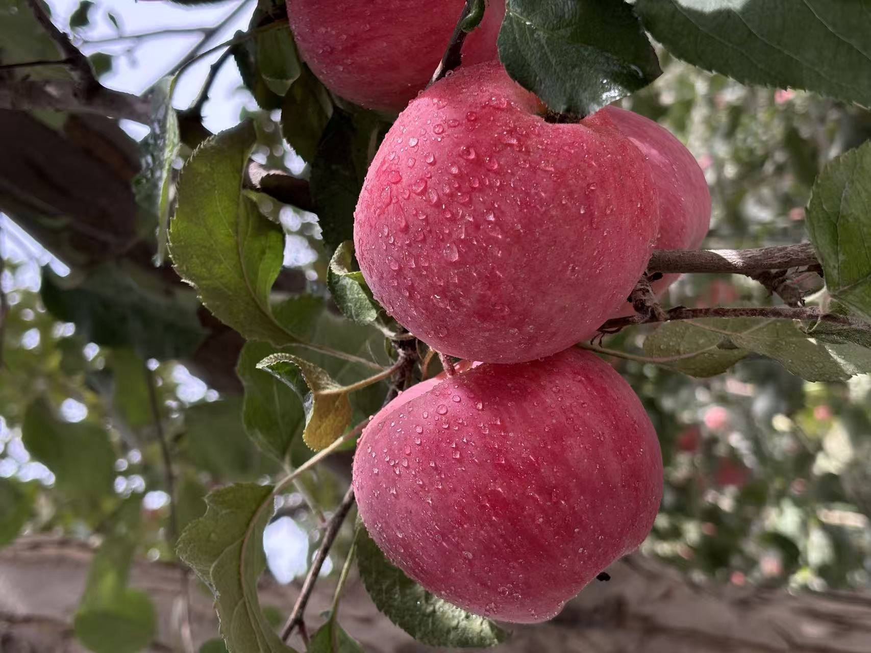 新疆阿克苏冰糖心苹果5斤家庭实惠装