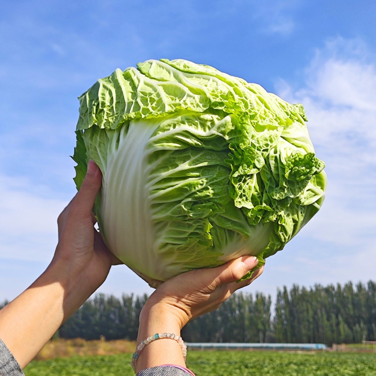狮子头博湖大白菜 （多规格）